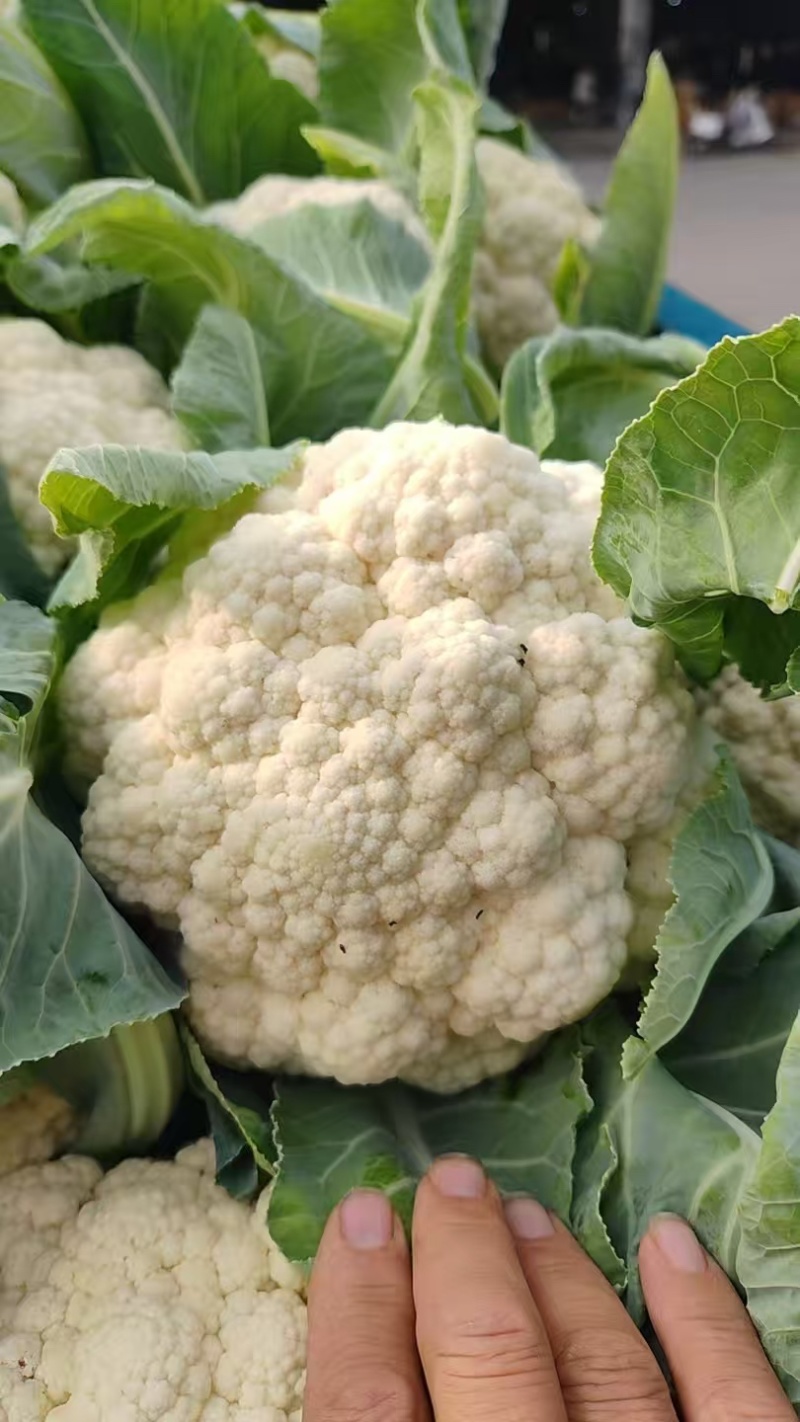 菜花产地菜花大量上市现采现发欢迎新老客户前来洽谈