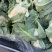 菜花产地菜花大量上市现采现发欢迎新老客户前来洽谈