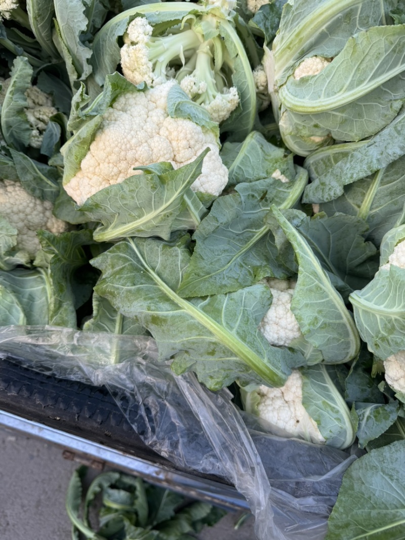 菜花产地菜花大量上市现采现发欢迎新老客户前来洽谈
