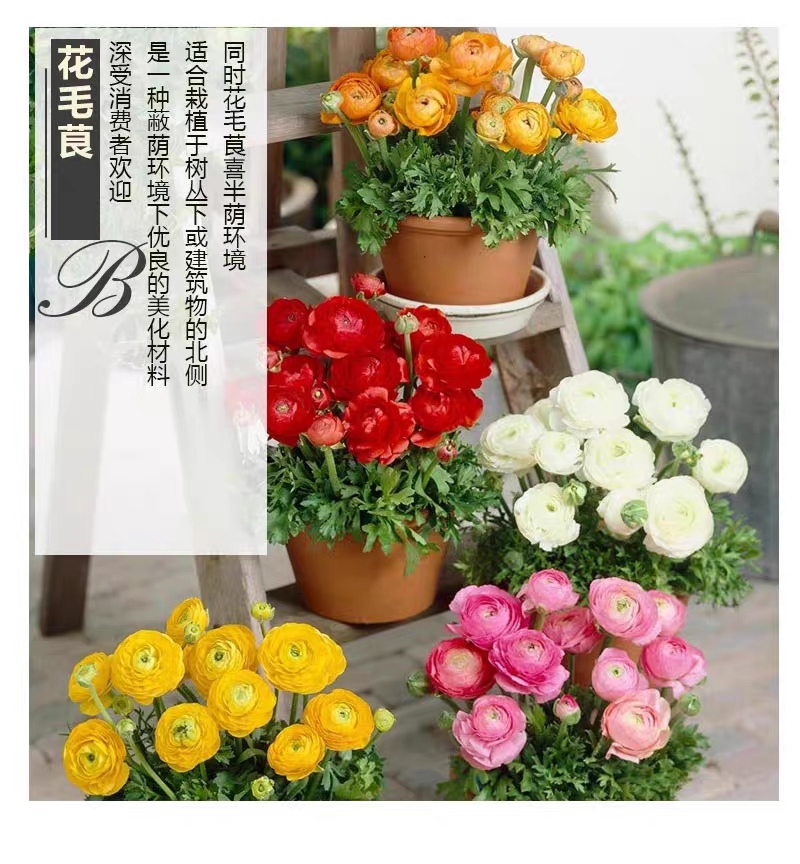 花毛茛种球芹叶牡丹毛茛种球多年生四季耐寒