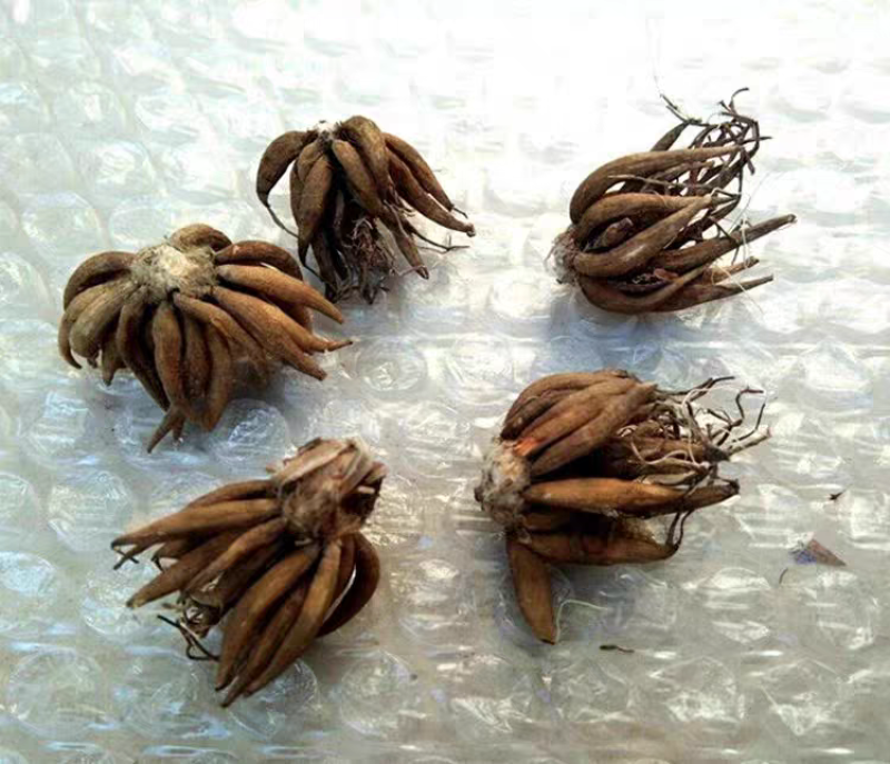 花毛茛种球芹叶牡丹毛茛种球多年生四季耐寒