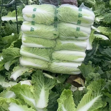 玉田精品大白菜大量上市中