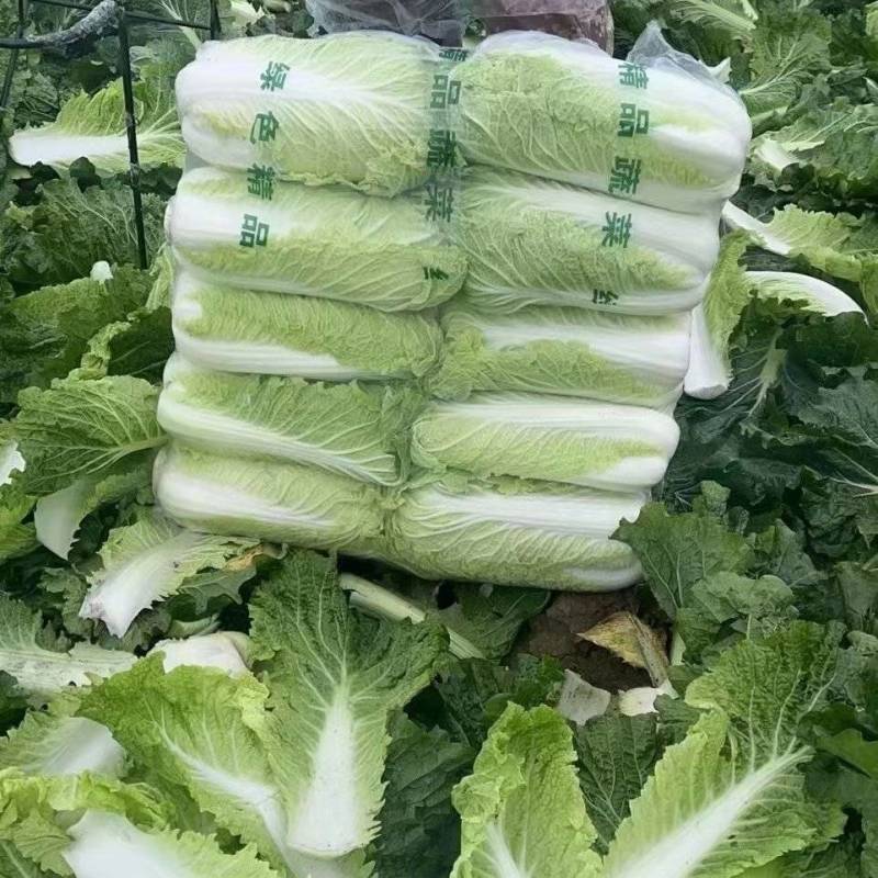 玉田精品大白菜大量上市中