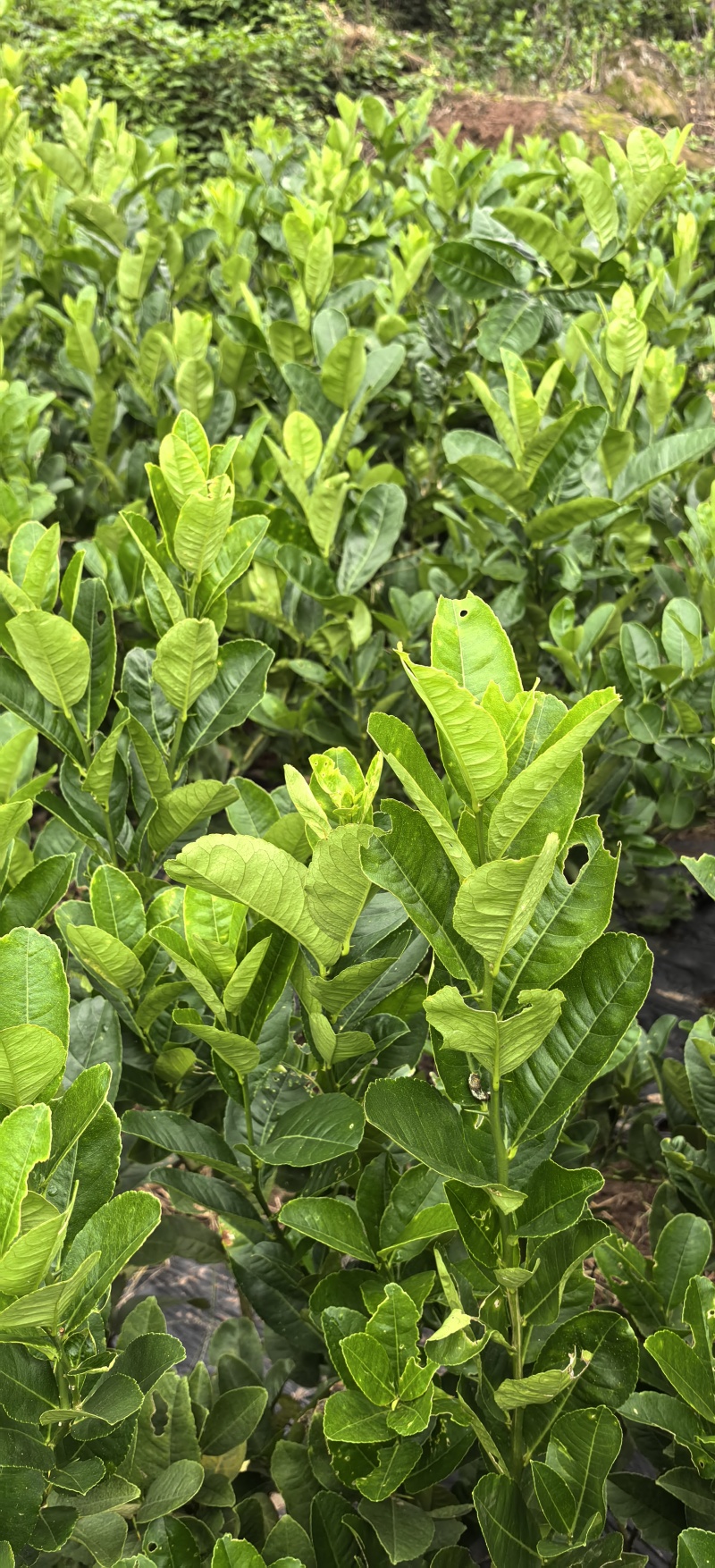 佛手苗种植基地，佛手两年苗，产地直销批发零售，