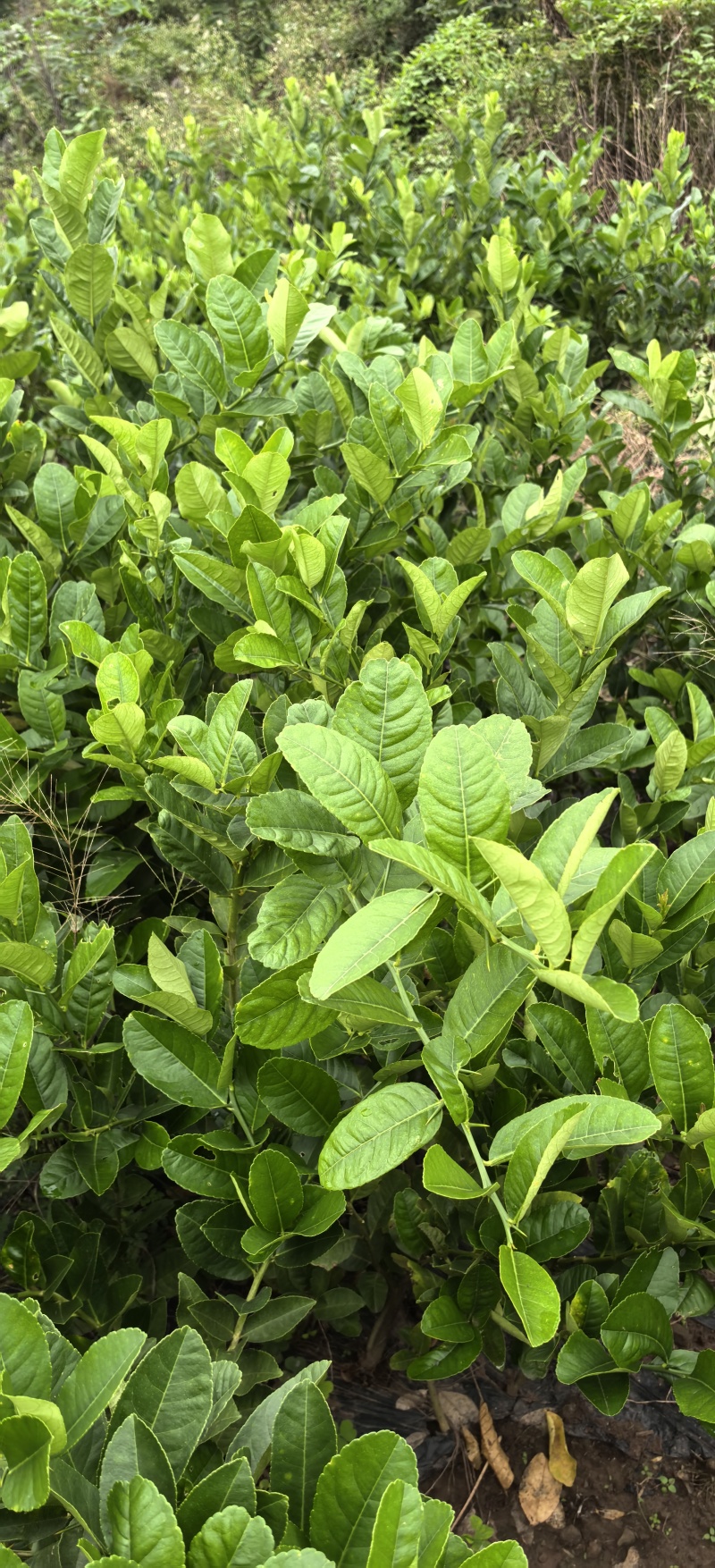 佛手苗种植基地，佛手两年苗，产地直销批发零售，