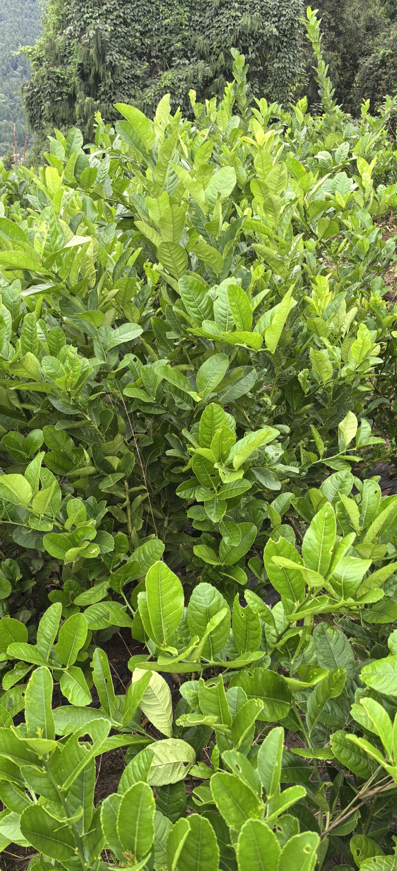 佛手苗种植基地，佛手两年苗，产地直销批发零售，