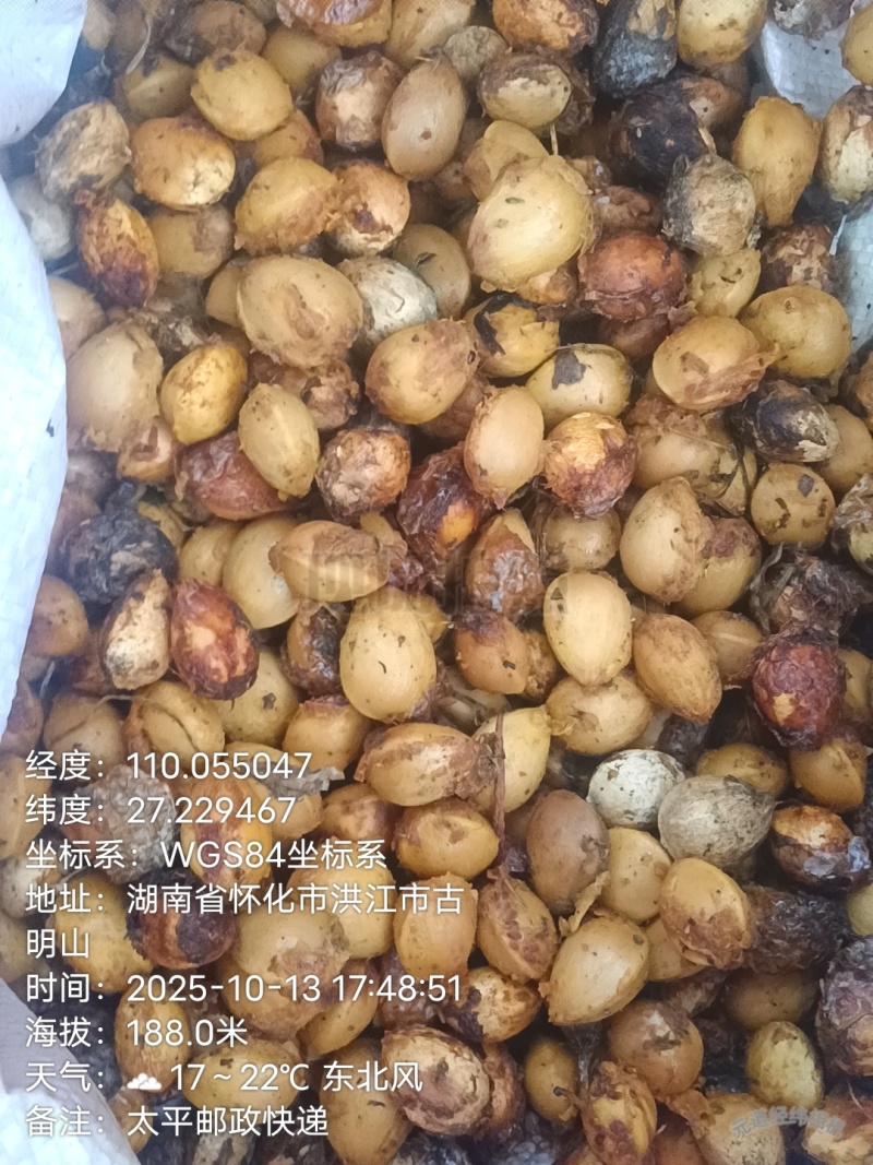 白果（银杏果）