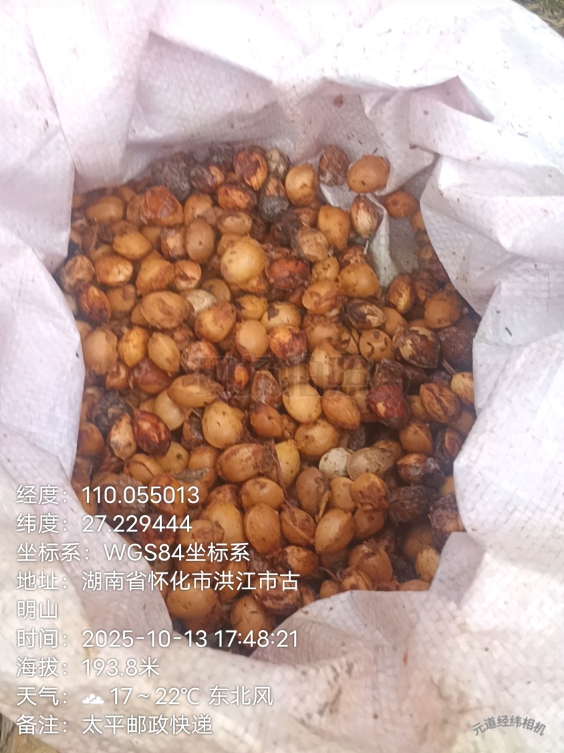 白果（银杏果）
