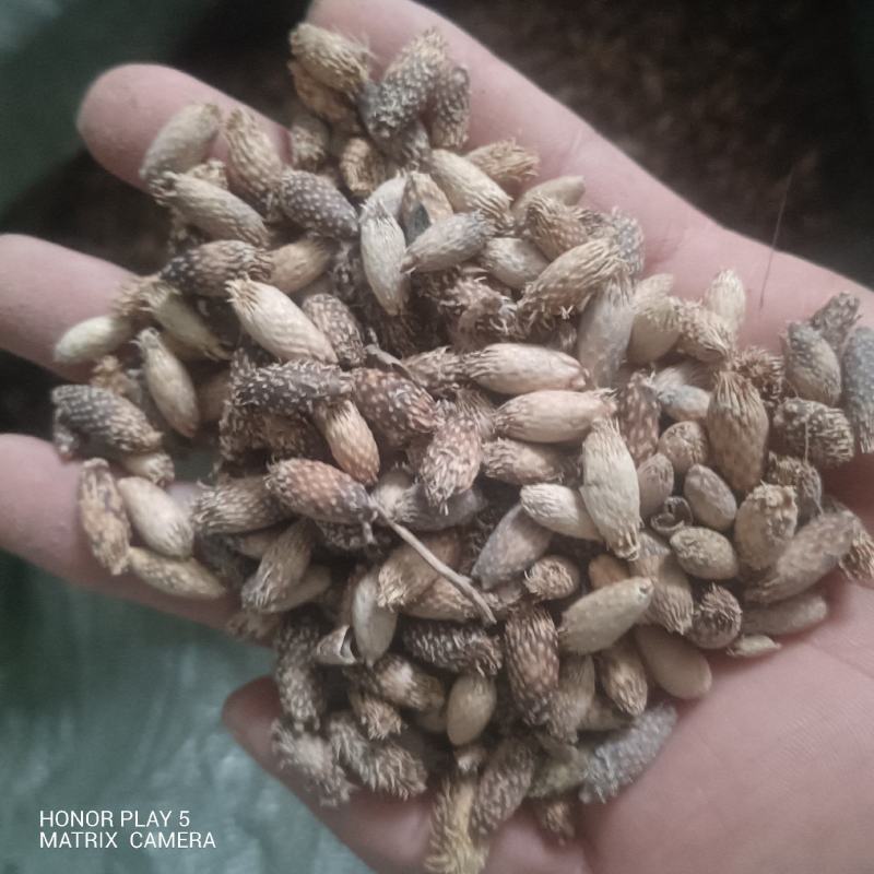 苍耳子，苍耳草