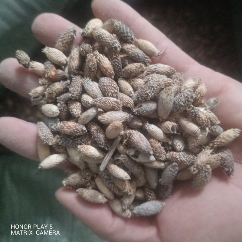 苍耳子，苍耳草