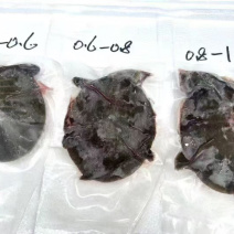 网红卤甲鱼