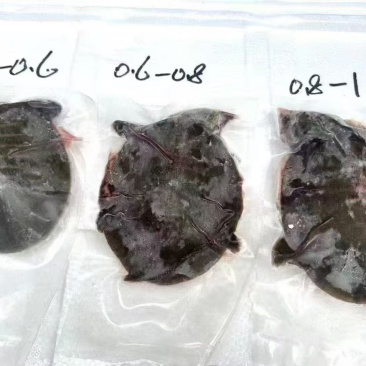 网红卤甲鱼