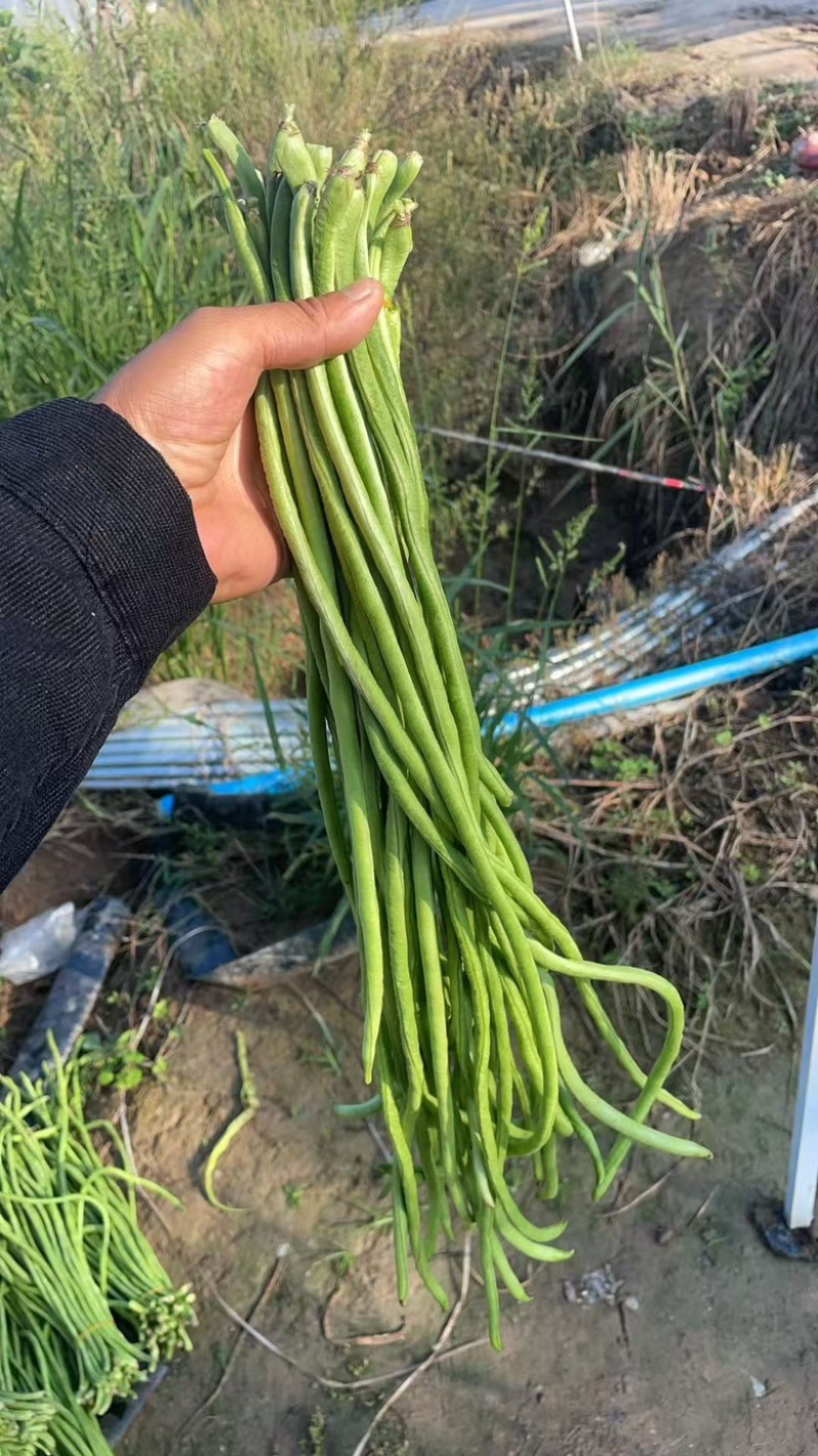 新鲜长豆角秋豆角