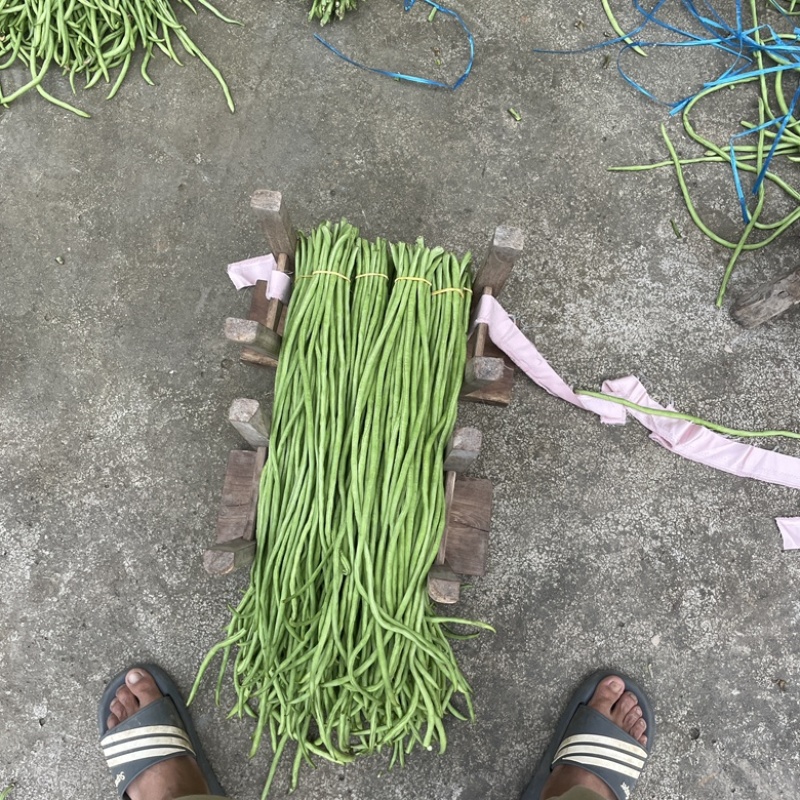 新鲜长豆角秋豆角