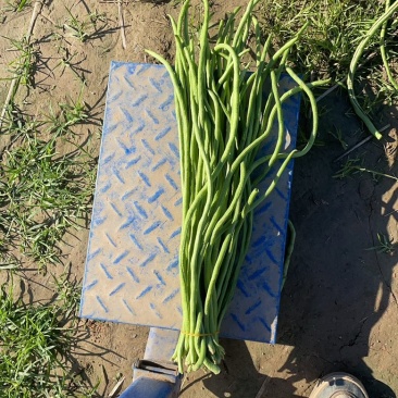 新鲜长豆角秋豆角