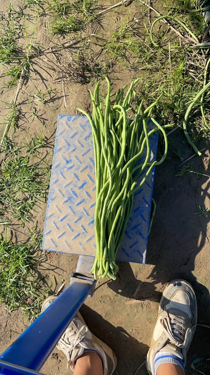 新鲜长豆角秋豆角