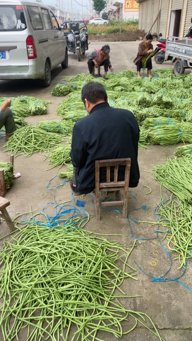新鲜长豆角秋豆角