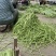 新鲜长豆角秋豆角