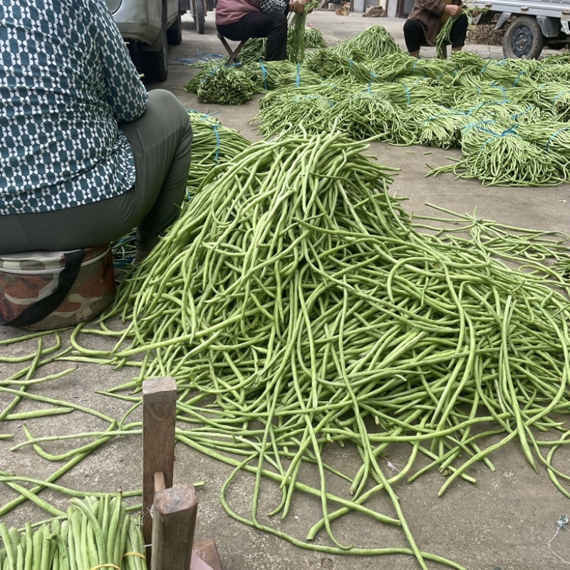 新鲜长豆角秋豆角
