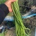 新鲜长豆角秋豆角