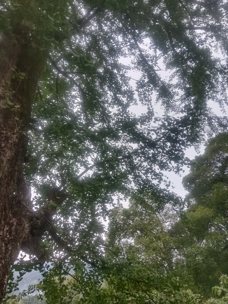 白果（银杏果）