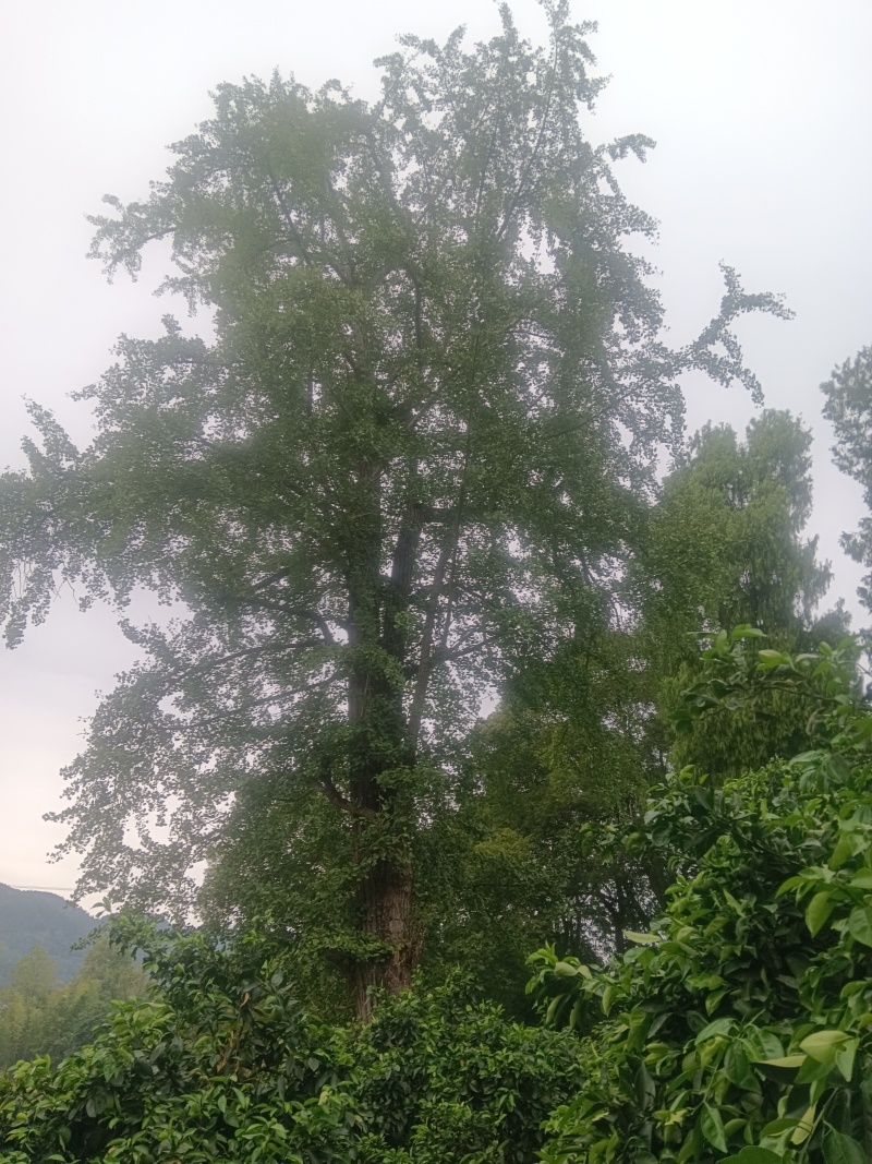 白果（银杏果）