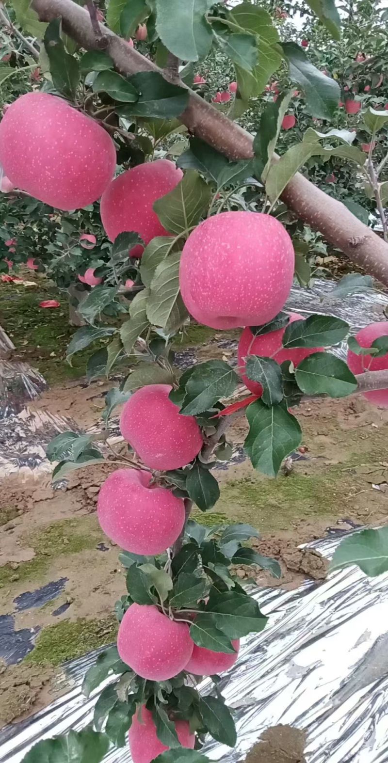静宁红富士苹果大量订货了