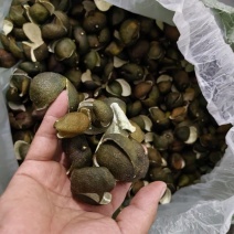 茶枝柑三花青产地直发陈皮24小时在线服务品质保障赶快下单