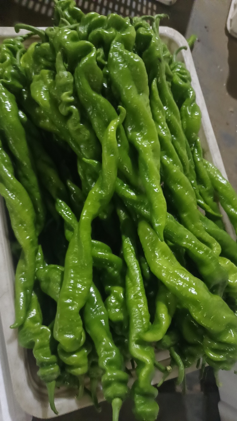 尖椒螺丝椒太空椒大量上市