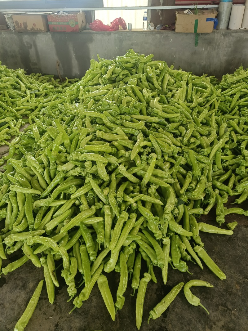 尖椒螺丝椒太空椒大量上市
