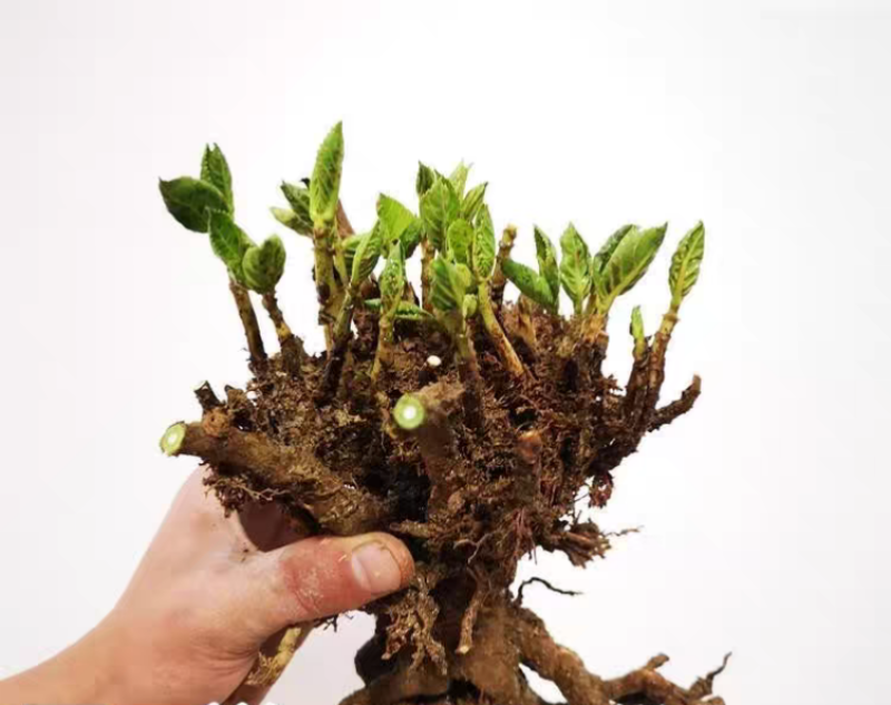 绣球老桩耐寒无尽夏绣球花苗盆栽八仙花阳台庭院