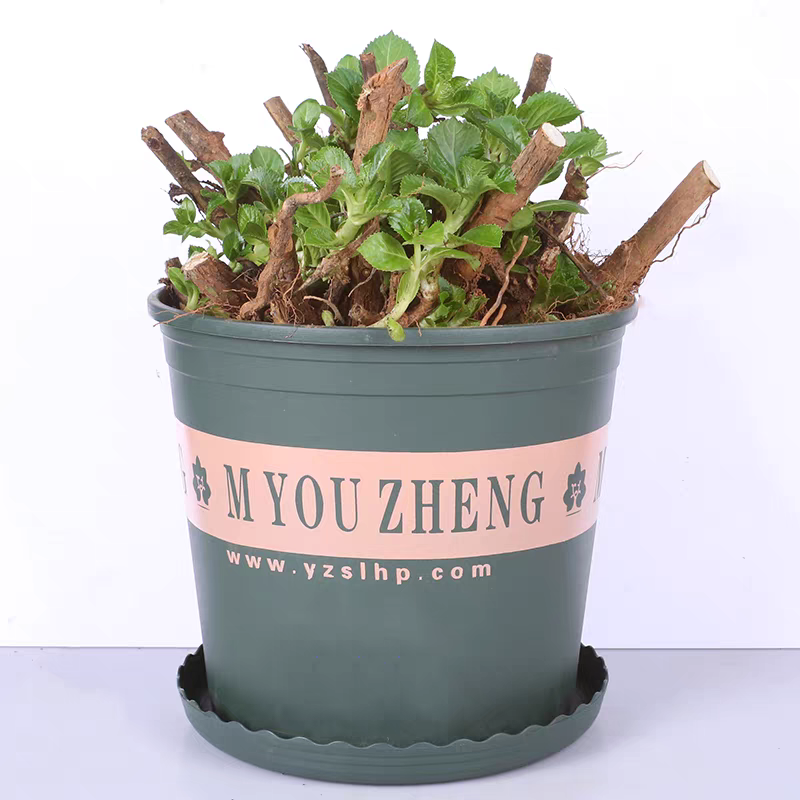 绣球老桩耐寒无尽夏绣球花苗盆栽八仙花阳台庭院