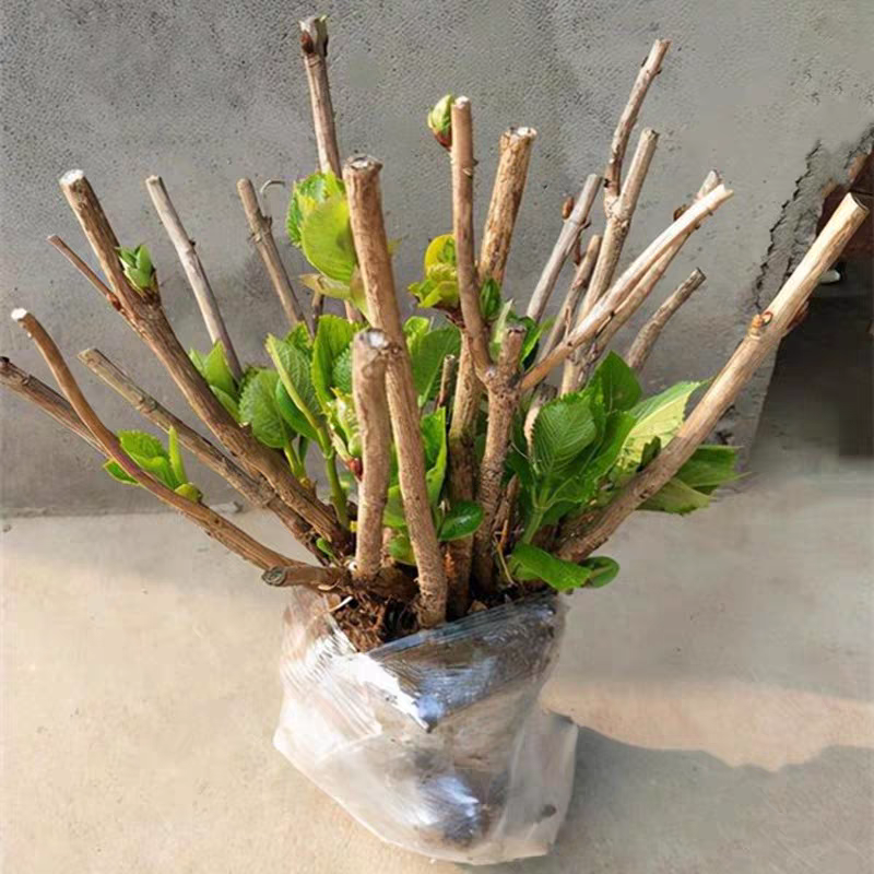 绣球老桩耐寒无尽夏绣球花苗盆栽八仙花阳台庭院