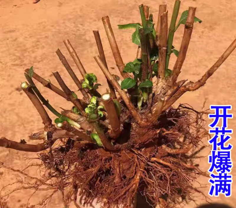绣球老桩耐寒无尽夏绣球花苗盆栽八仙花阳台庭院