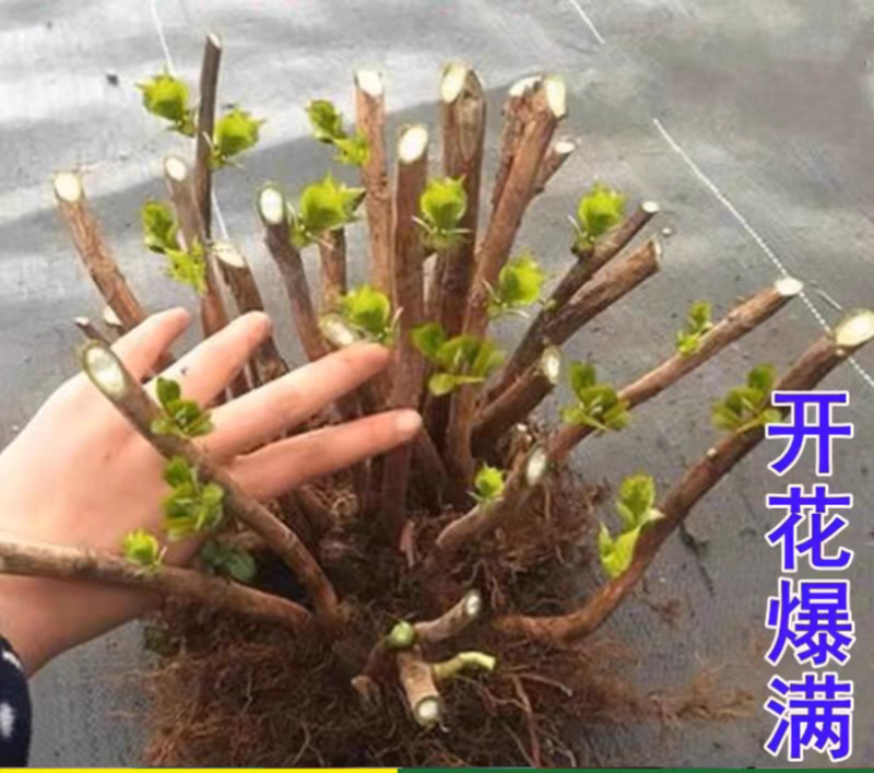 绣球老桩耐寒无尽夏绣球花苗盆栽八仙花阳台庭院