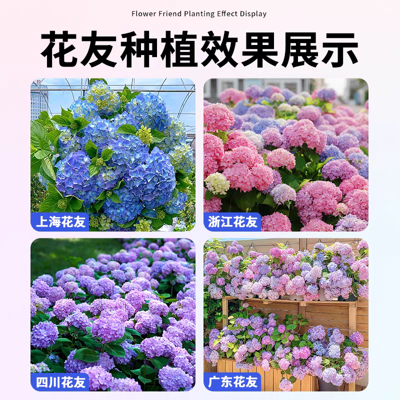 绣球老桩耐寒无尽夏绣球花苗盆栽八仙花阳台庭院