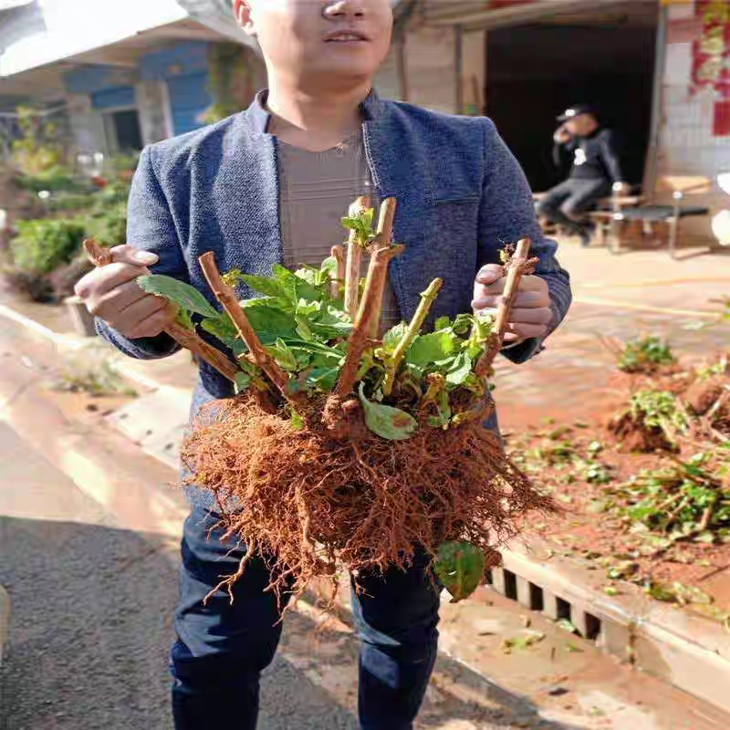 绣球老桩耐寒无尽夏绣球花苗盆栽八仙花阳台庭院