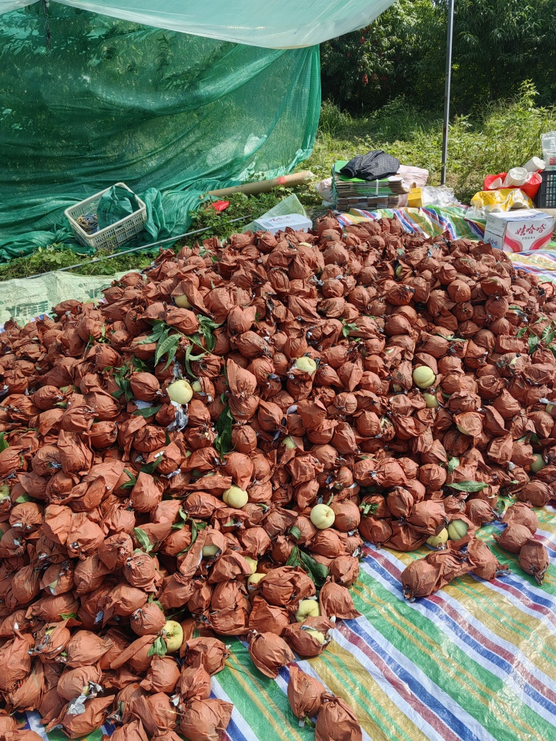 50亩冬桃金秋红蜜热售中欢迎订购