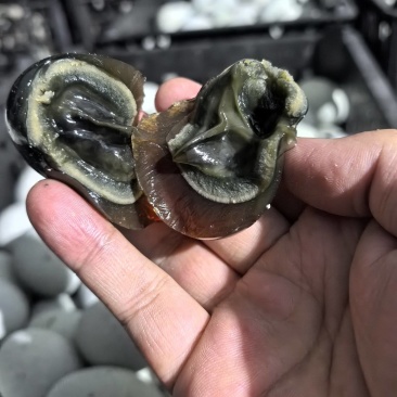 松花皮蛋早市地摊大集好货电商优选量大优惠