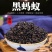 黑蚂蚁中药材冷背黑蚂蚁干正品无硫不掺假干净无杂