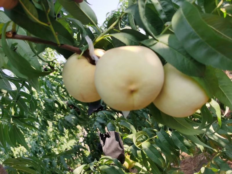 金秋蜜桃
