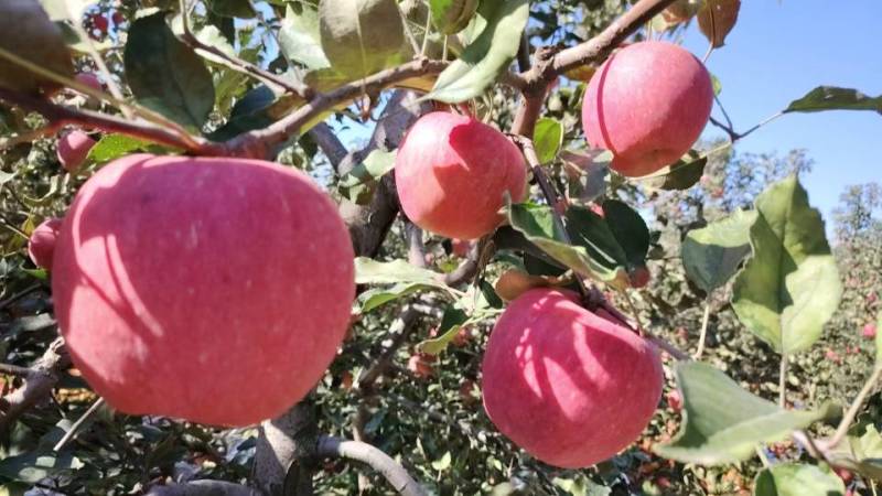 【老板好客】新鲜寒富苹果果肉脆甜多汁对接商超