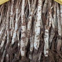 北沙参