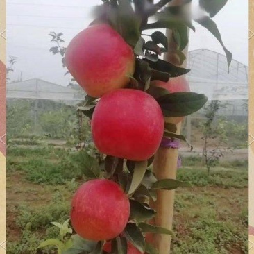 月香苹果苗，早熟品种