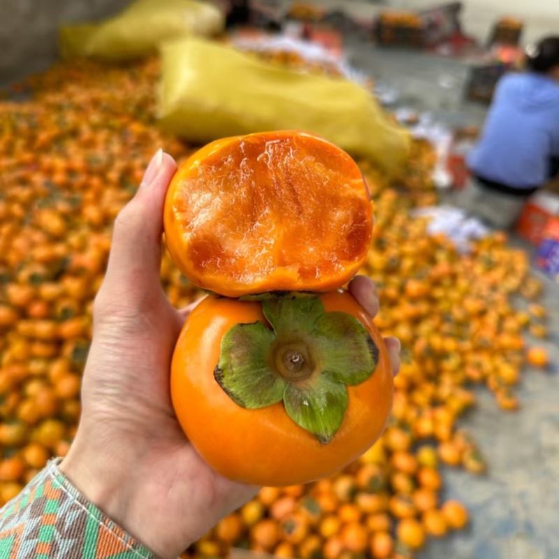 脆甜阳丰脆柿一件代发