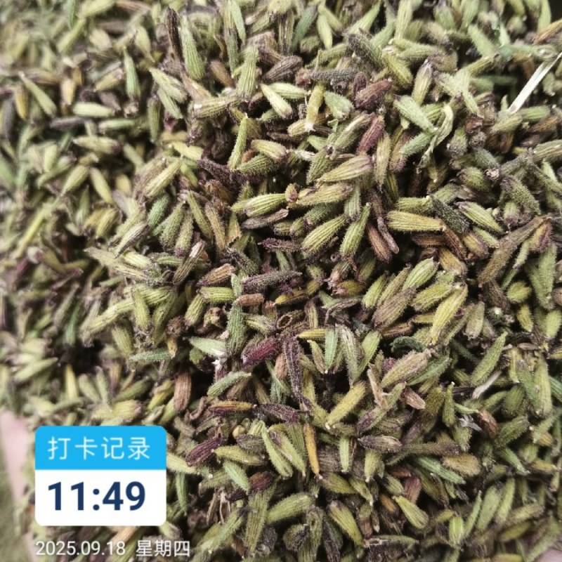 独丁种籽今年新籽