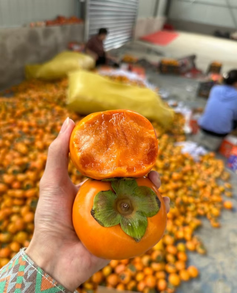 脆甜阳丰脆柿一件代发