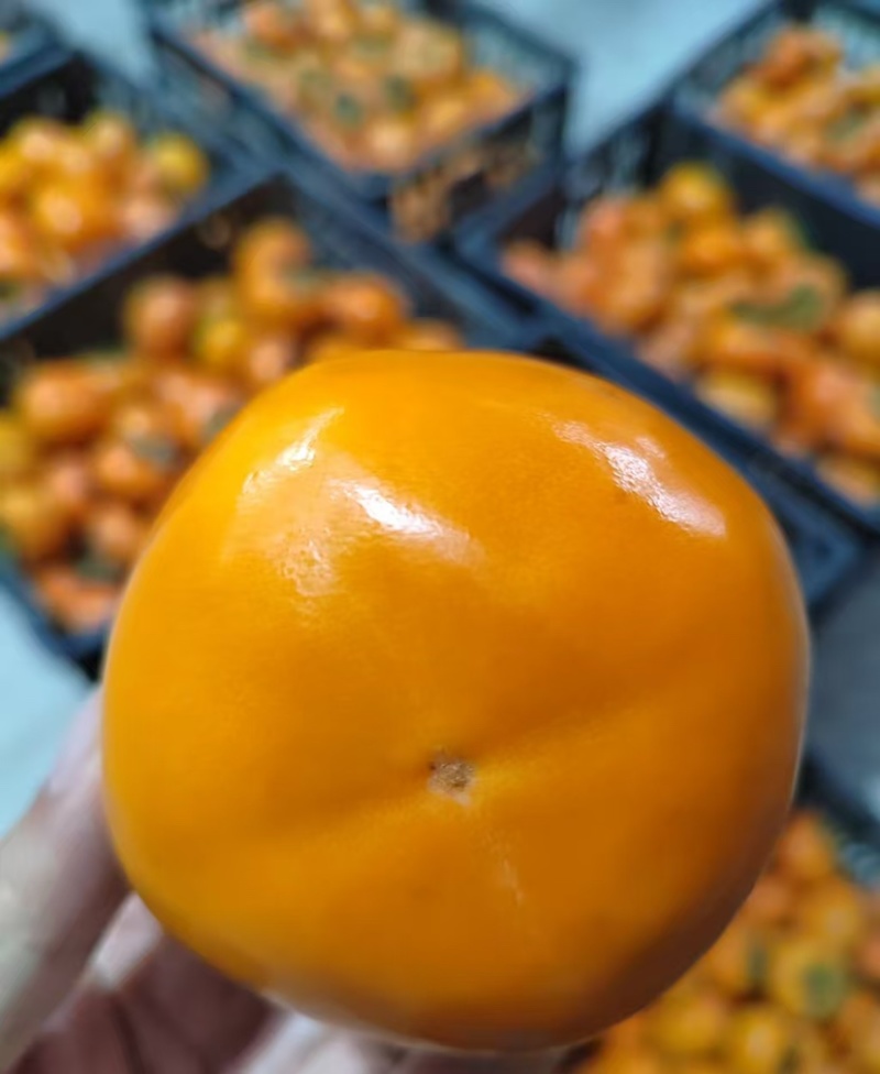 脆甜阳丰脆柿一件代发