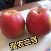 富农2号苹果苗，早熟品种