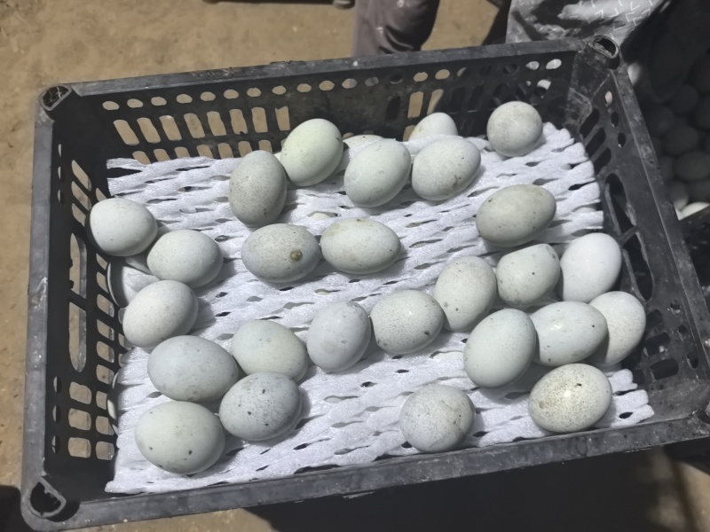 松花皮蛋全国批发地摊好货量大优惠早市大集优选